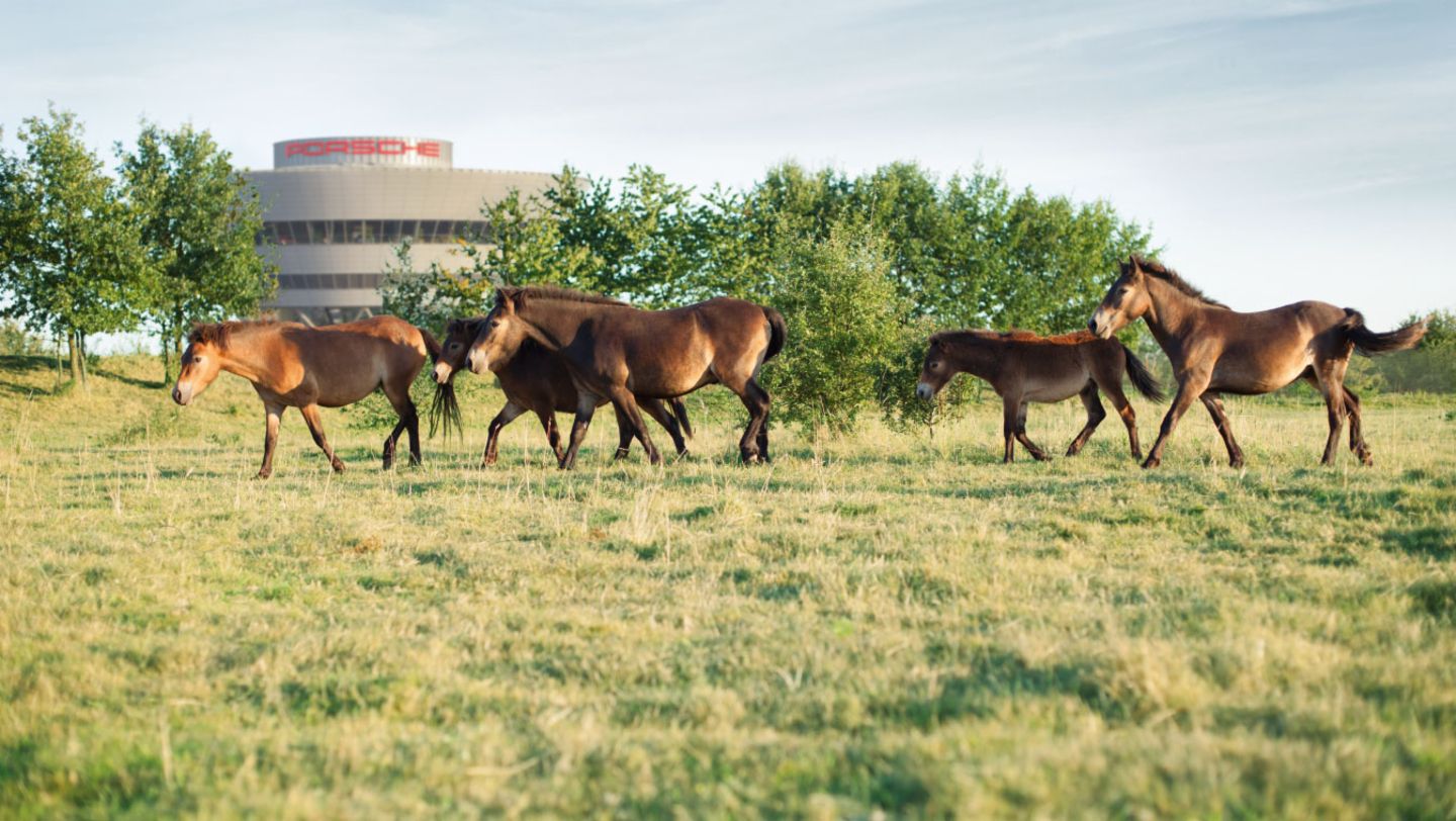 Wild horses, Leipzig, 2024, Porsche AG