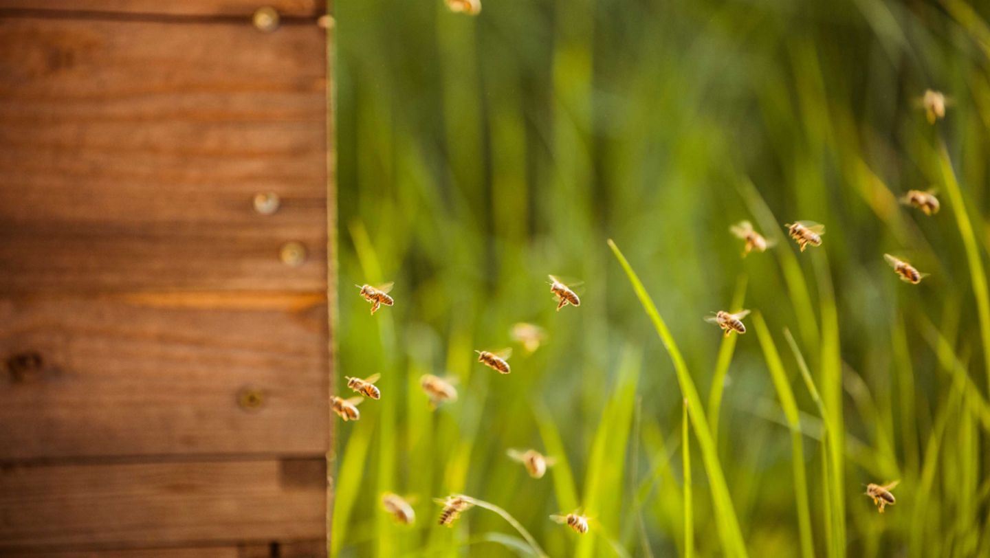 Bees, off-road area Leipzig, 2017, Porsche AG